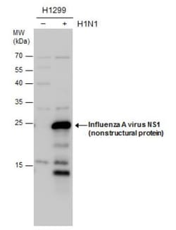 Influenza A H1N1 NS1 Antibody - (A/WSN/1933), Novus Biologicals 0.1mL:Antibodies,