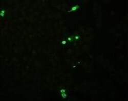 Influenza B nucleoprotein Antibody (3E9/B2) - (B/Lee/40) - BSA Free, Novus
