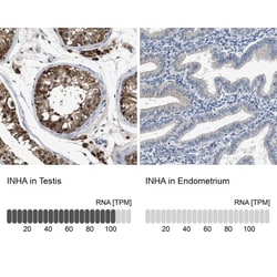 Inhibin alpha Antibody, Novus Biologicals 25 &mu;L; Unlabeled:Antibodies,