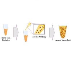 Novus Biologicals™ InnovaCoat (R) GOLD 40nm Mini Antibody Labeling Kit