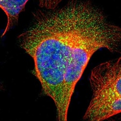 Inositol Monophosphatase 3/IMPAD1 Antibody, Novus Biologicals:Antibodies:Primary