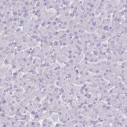 Insulin Antibody, Novus Biologicals:Antibodies:Primary Antibodies