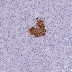 Insulin Antibody, Novus Biologicals:Antibodies:Primary Antibodies