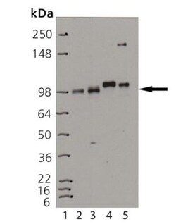 Insulin Receptor beta Antibody (C18C4), Novus Biologicals 0.05mg; Unlabeled:Antibodies,