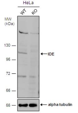 Insulysin/IDE Antibody, Novus Biologicals 0.1mL; Unlabeled:Antibodies,