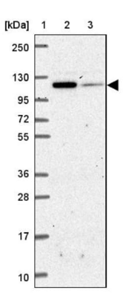 Insulysin/IDE Antibody, Novus Biologicals 0.1mL; Unlabeled:Antibodies,