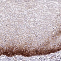 Integrin alpha 2/CD49b Antibody, Novus Biologicals 0.1mL; Unlabeled:Anticorps,