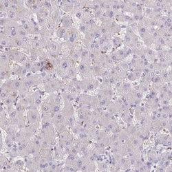 Integrin alpha 2/CD49b Antibody, Novus Biologicals 0.1mL; Unlabeled:Anticorps,