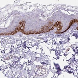 Integrin alpha 2/CD49b Antibody, Novus Biologicals 0.1mL; Unlabeled:Anticorps,