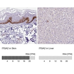 Integrin alpha 2/CD49b Antibody, Novus Biologicals 0.1mL; Unlabeled:Anticorps,