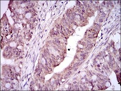 Integrin alpha 2b/CD41 Antibody (2E10C9) - BSA Free, Novus Biologicals:Antibodies:Primary