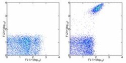 Integrin alpha 2b/CD41 Antibody (MWReg30) - BSA Free, Novus Biologicals