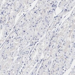 Integrin alpha 2b/CD41 Antibody, Novus Biologicals 0.1mL; Unlabeled:Antibodies,