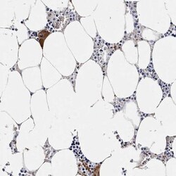 Integrin alpha 2b/CD41 Antibody, Novus Biologicals 25 &mu;L | Buy Online | Novus Biologicals | Fisher Scientific