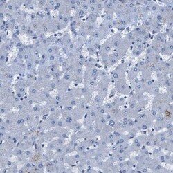Integrin alpha 6/CD49f Antibody, Novus Biologicals:Antibodies:Primary Antibodies