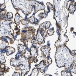 Integrin alpha 6/CD49f Antibody, Novus Biologicals:Antibodies:Primary Antibodies