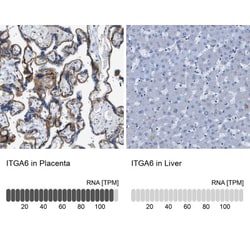 Integrin alpha 6/CD49f Antibody, Novus Biologicals:Antibodies:Primary Antibodies