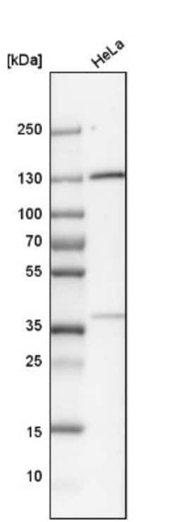 Integrin alpha 6/CD49f Antibody, Novus Biologicals:Antibodies:Primary Antibodies