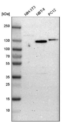 Integrin alpha 6/CD49f Antibody, Novus Biologicals:Antibodies:Primary Antibodies