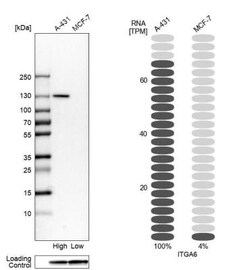 Integrin alpha 6/CD49f Antibody, Novus Biologicals:Antibodies:Primary Antibodies