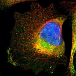 Integrin alpha 7 Antibody, Novus Biologicals:Antibodies:Primary Antibodies