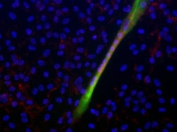 Integrin alpha 7 Antibody, Novus Biologicals:Antibodies:Primary Antibodies