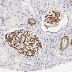 Integrin alpha 8 Antibody, Novus Biologicals 0.1mL; Unlabeled:Antibodies,