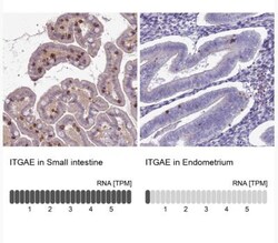 Integrin alpha E/CD103 Antibody, Novus Biologicals 0.1 mL | Buy Online | Novus Biologicals | Fisher Scientific