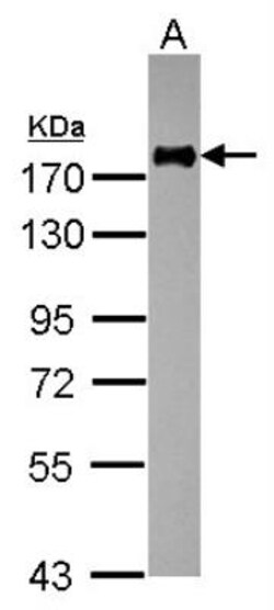 Integrin alpha L/CD11a Antibody, Novus Biologicals 0.1mL; Unlabeled:Antibodies,
