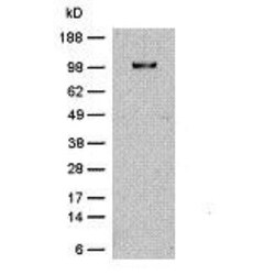 Integrin beta 1/CD29 Rat anti-Mouse, Clone: KMI6, Novus Biologicals 0.025 mg | Buy Online | Novus Biologicals | Fisher Scientific