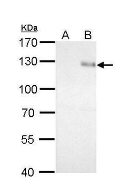 Integrin beta 1/CD29 Antibody, Novus Biologicals 0.1mL; Unlabeled:Antibodies,