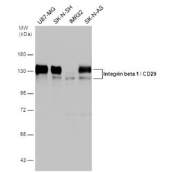 Integrin beta 1/CD29 Antibody, Novus Biologicals 0.1mL; Unlabeled:Antibodies,