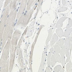Integrin beta 2/CD18 Antibody, Novus Biologicals 0.1mL; Unlabeled:Antibodies,