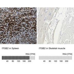 Integrin beta 2/CD18 Antibody, Novus Biologicals 0.1mL; Unlabeled:Antibodies,