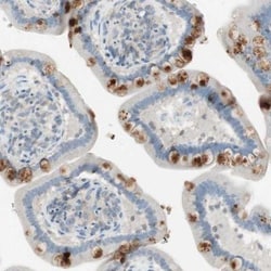Intelectin-2 Antibody, Novus Biologicals 25 &mu;L; Unlabeled:Antibodies,