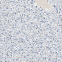 Intelectin-2 Antibody, Novus Biologicals 25 &mu;L; Unlabeled:Antibodies,