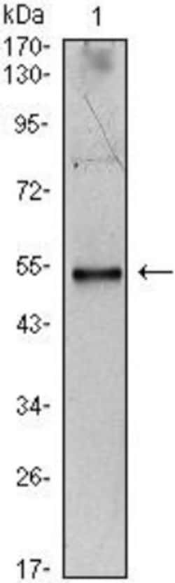 IL-34 Antibody (1D12), Novus Biologicals 0.1mL; Unlabeled:Antibodies, Monoclonal