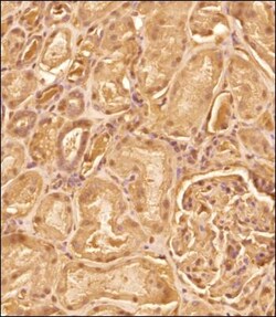 Irisin/FNDC5 Antibody - BSA Free, Novus Biologicals:Antibodies:Primary