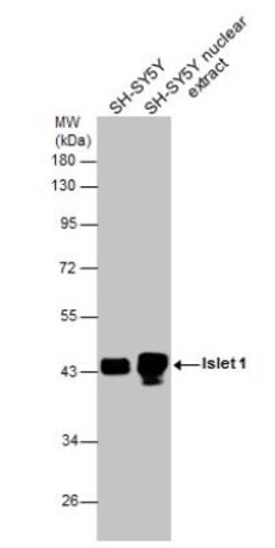 Islet-1 Antibody, Novus Biologicals 0.1mL; Unlabeled:Antibodies, Polyclonal