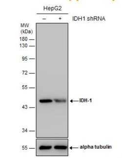 Isocitrate Dehydrogenase 1/IDH1 Antibody (1521), Novus Biologicals 0.1 mL | Buy Online | Novus Biologicals | Fisher Scientific