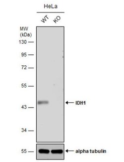 Isocitrate Dehydrogenase 1/IDH1 Antibody (1521), Novus Biologicals 0.1 mL | Buy Online | Novus Biologicals | Fisher Scientific