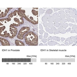 Isocitrate Dehydrogenase 1/IDH1 Antibody, Novus Biologicals 0.1mL; Unlabeled:Antibodies,