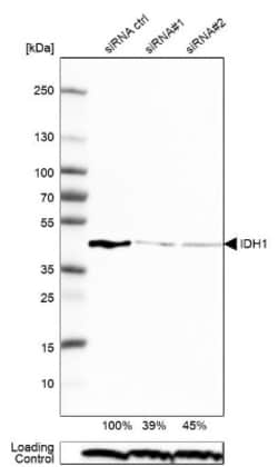 Isocitrate Dehydrogenase 1/IDH1 Antibody, Novus Biologicals 0.1mL; Unlabeled:Antibodies,