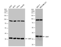 JAB1 Antibody (2A10.8), Novus Biologicals 0.1mg; Unlabeled:Antibodies,