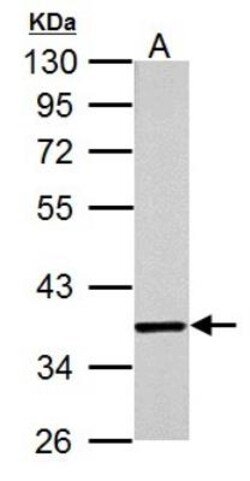 JAB1 Antibody (2A10.8), Novus Biologicals 0.1mg; Unlabeled:Antibodies,