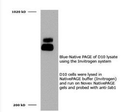 JAB1 Antibody (8H8.5), Novus Biologicals 0.1mL; Unlabeled:Antibodies, Monoclonal
