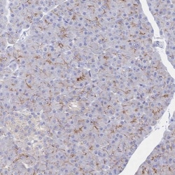 JAM-A Antibody, Novus Biologicals 0.1mL; Unlabeled:Antibodies, Polyclonal