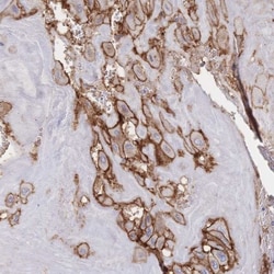 JAM-A Antibody, Novus Biologicals 0.1mL; Unlabeled:Antibodies, Polyclonal