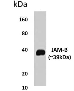 JAM-B/VE-JAM Antibody (MM0425-4L28) - Azide and BSA Free, Novus Biologicals