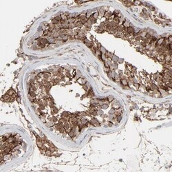 JAM-C Antibody, Novus Biologicals 0.1mL; Unlabeled:Antibodies, Polyclonal